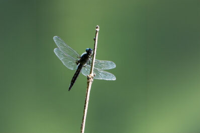 AktNatBeo-240710-kw-Spitzenfleck-Libelle-DSCF5344-1500pix