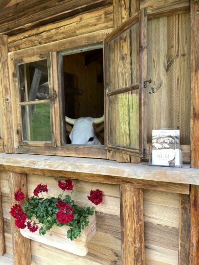 OA_Hocheck_Kuh_2024_IMG_4064