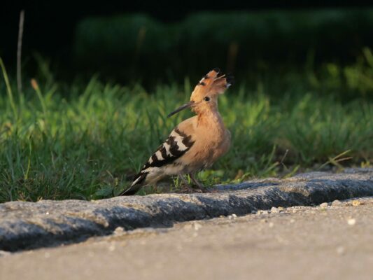 AktNatBeo-240831-ja-01-Wiedehopf