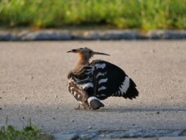 AktNatBeo-240831-ja-02-Wiedehopf_Gefiederpflege