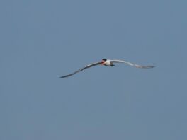 AktNatBeo-240831-ja-04-Raubseeschwalbe_rufend