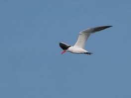 AktNatBeo-240831-ja-05-Raubseeschwalbe