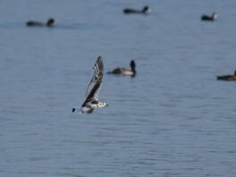 AktNatBeo-240831-ja-06-Zwergmoewe