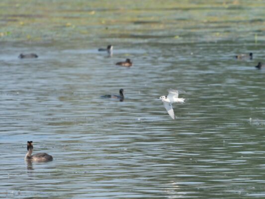 AktNatBeo-240831-ja-07-Zwergmoewe2