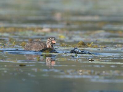 AktNatBeo-240831-ja-08-Zwergtaucher_juvenil