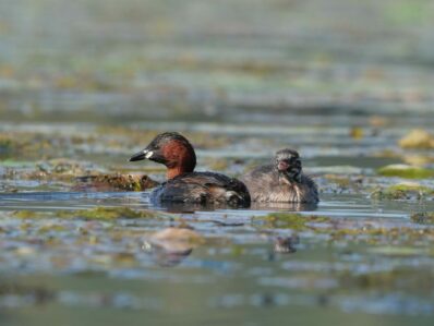 AktNatBeo-240831-ja-09-Zwergtaucher