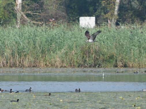 AktNatBeo-240831-ja-10-Fischadler
