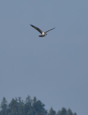 AktNatBeo-240831-ja-11-Fischadler1