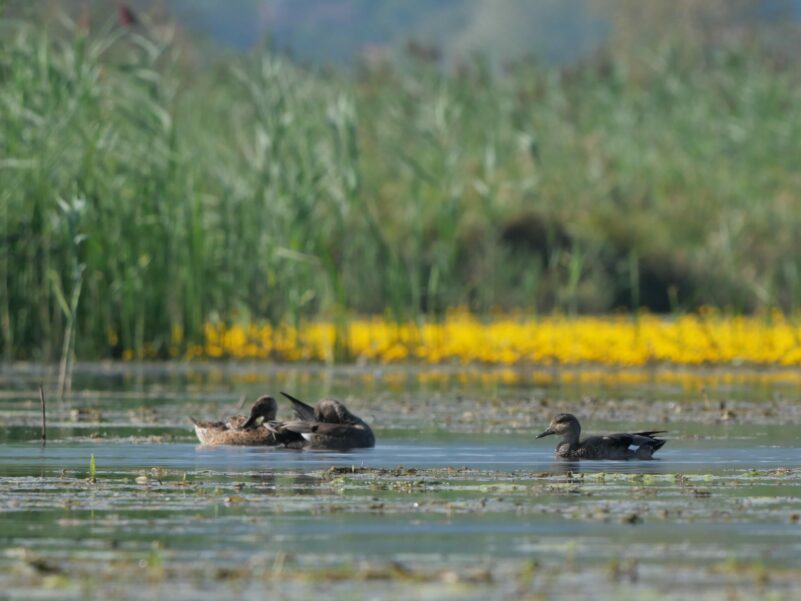 AktNatBeo-240831-ja-12-Schnatterente