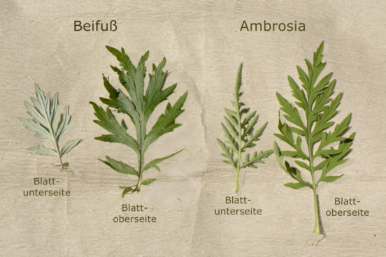 Ambrosia_Beifuss_Blattvergleich_