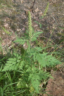 Ambrosia_Straßenrand