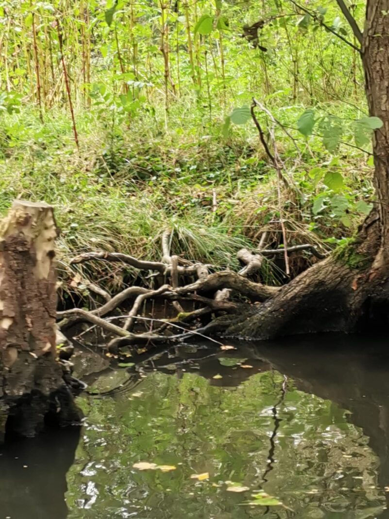 70555b55-91fd-4396-8486-4bdd0432e23f