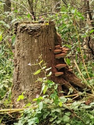 e155e54a-6a52-459f-8394-b1bbd5b4cc1d