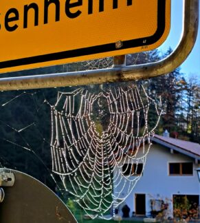 1Spinne im Herbst