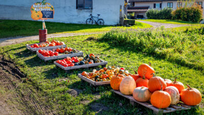 Kuerbiszauber-am-Strassenrand-1