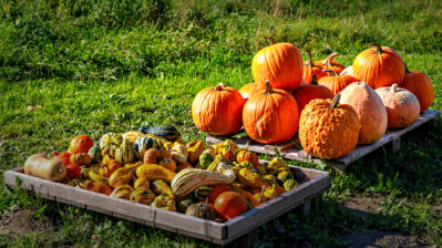 Kuerbiszauber-am-Strassenrand-2