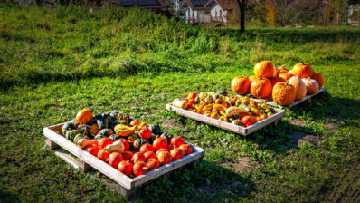 Kuerbiszauber-am-Strassenrand-3