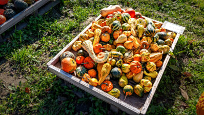 Kuerbiszauber-am-Strassenrand-4