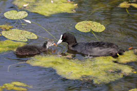 01-Blaesshuhn mit Kueken-HW-01.08.2018
