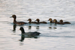 02-Reiherente mit 5 Kueken-HW-12.08.2023