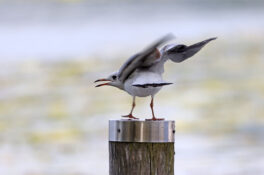 04-Lachmoewe-HW-22.09.2021