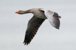 05-Graugans-TA-02.02.2024