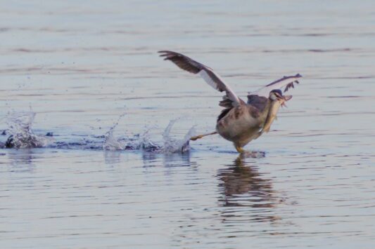 06-Haubentaucher-AH-16.09.2022