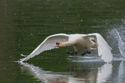 08-Hoeckerschwan-KA-02.05.2024