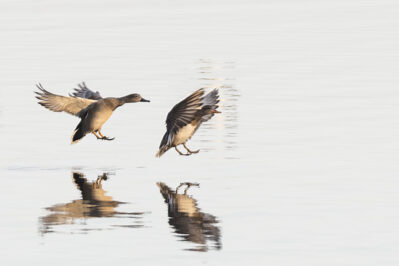 10-Schnatterente-TA-06.11.2021