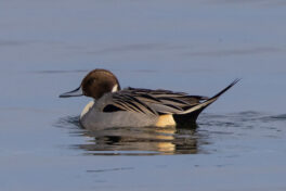 13-Spiessente-AH-01.01.2021