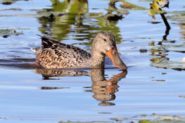 14-Loeffelente-HW-27.09.2018