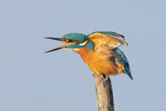 16-Eisvogel-AH-01.01.2023