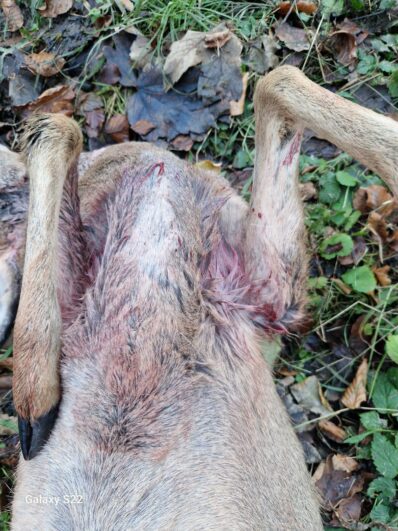 20241129_PM_Rehriss2