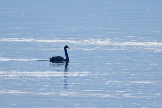 AktNatBeo-241101-ta-01-HB-Trauerschwan-01-11-24