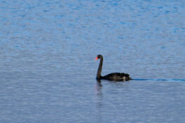AktNatBeo-241101-ta-02-HB-Trauerschwan-01-11-24
