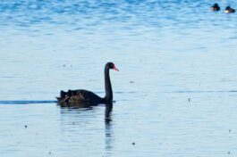 AktNatBeo-241101-ta-04-HB-Trauerschwan-01-11-24