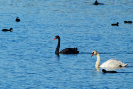 AktNatBeo-241101-ta-05-HB-Trauerschwan-Hoeckerschwan-01-11-24