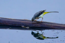 AktNatBeo-241101-ta-06-HB-Gebirgsstelze-01-11-24