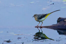 AktNatBeo-241101-ta-07-HB-Gebirgsstelze-01-11-24