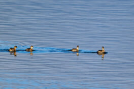 AktNatBeo-241101-ta-08-HB-Zwergtaucher-01-11-24