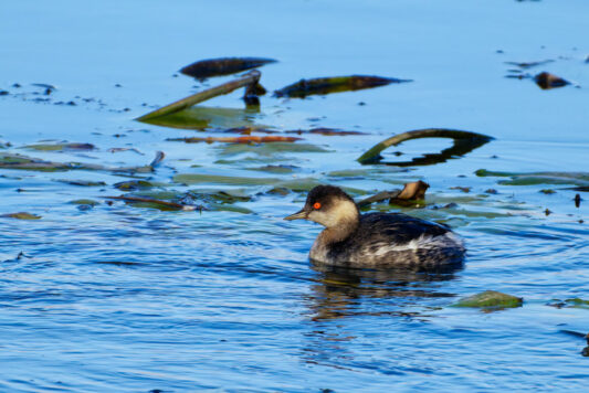 AktNatBeo-241101-ta-09-HB-Schwarzhalstaucher-01-11-24