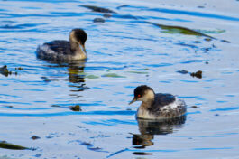 AktNatBeo-241101-ta-10-HB-Schwarzhalstaucher-01-11-24