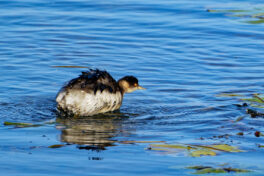 AktNatBeo-241101-ta-11-HB-Schwarzhalstaucher-01-11-24
