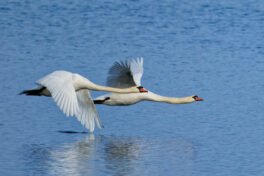 AktNatBeo-241101-ta-12-HB-Hoeckerschwaene-01-11-24