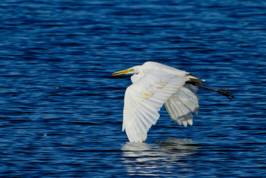 AktNatBeo-241101-ta-13-HB-Silberreiher-01-11-24