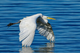 AktNatBeo-241101-ta-14-HB-Silberreiher-01-11-24