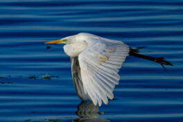 AktNatBeo-241101-ta-15-HB-Silberreiher-01-11-24