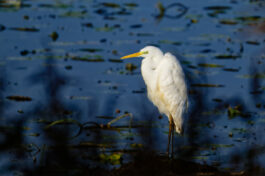 AktNatBeo-241101-ta-16-HB-Silberreiher-01-11-24