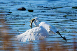 AktNatBeo-241101-ta-17-HB-Silberreiher-mit-Hecht-01-11-24