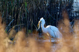 AktNatBeo-241101-ta-18-HB-Silberreiher-mit-Hecht-01-11-24